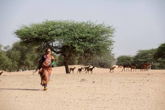 Amourj (Hodh Ech Chargui) — Terra di pastori al confine con il Mali