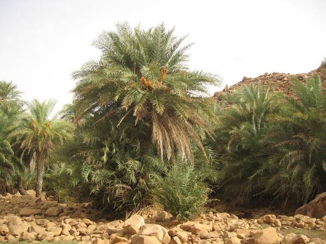 El Housseiniya (Tagant) — Hanging Gardens, a Blessed Spring and Desert Crocodiles