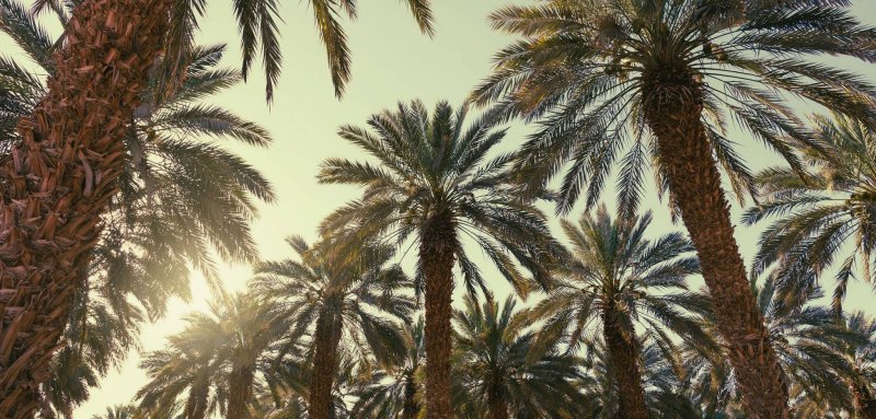 El Housseiniya (Tagant) — Hanging Gardens, a Blessed Spring and Desert Crocodiles
