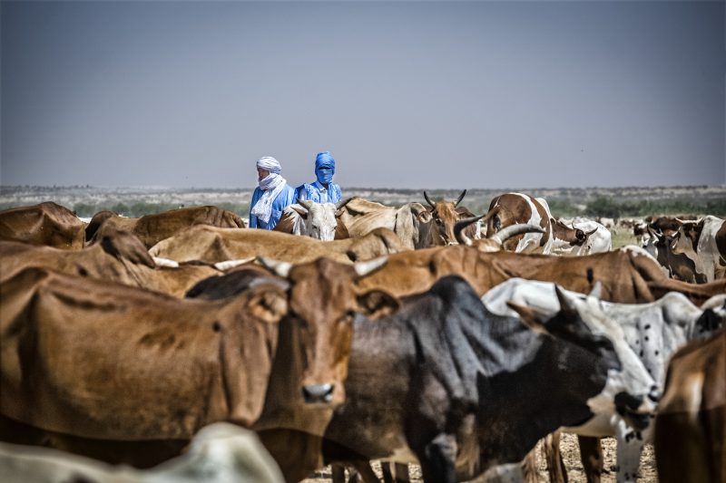 Amourj (Hodh Ech Chargui) — Terra di pastori al confine con il Mali