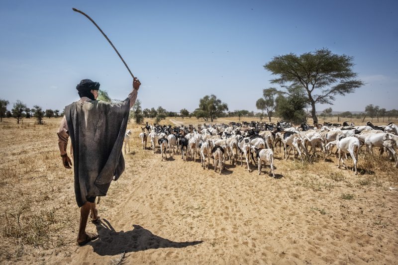 Amourj (Hodh Ech Chargui) — Terra di pastori al confine con il Mali