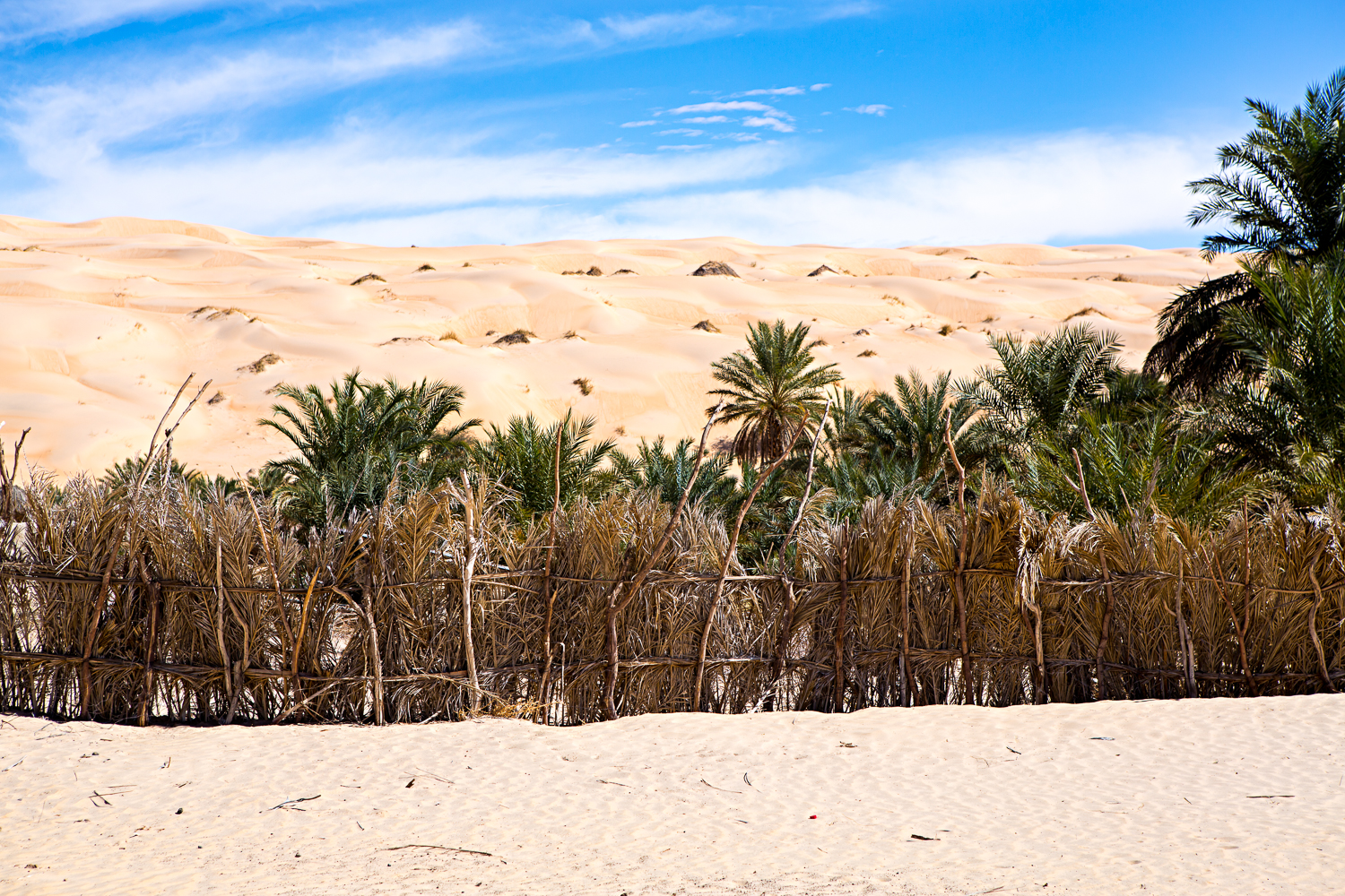 Oasis de Tanouchert