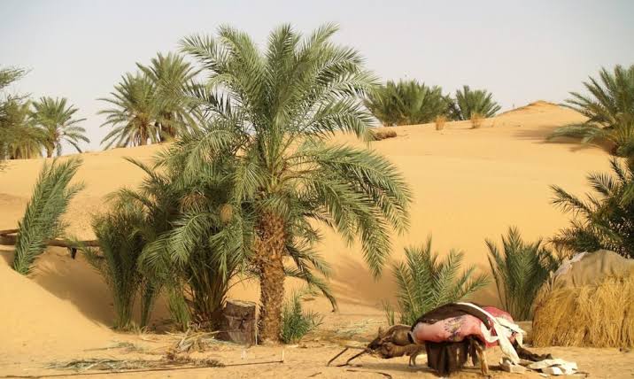 Oasis de Tanouchert