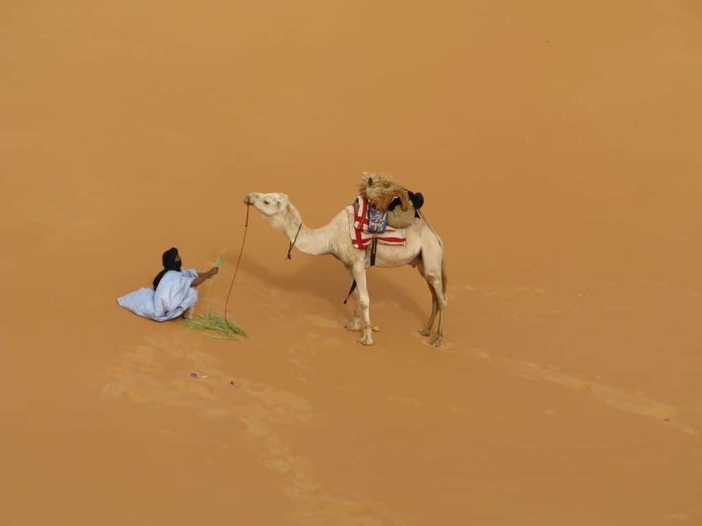 Adrar Camel Trek — 14 Days: Chinguetti, Mount Zarga, Terjit and the Erg Amatlich