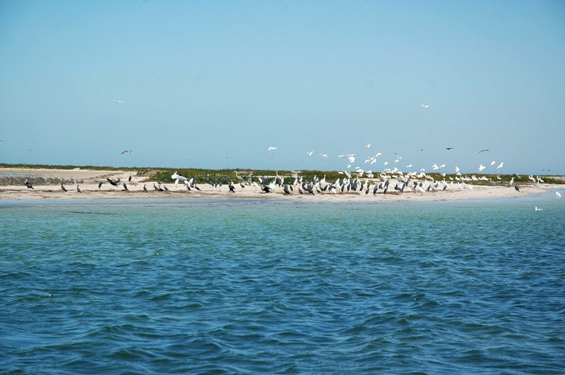Expedição ao Parque Nacional do Banc d'Arguin — 4 dias: veleiros imraguen, ilha de Tidra e Cabo Timiris