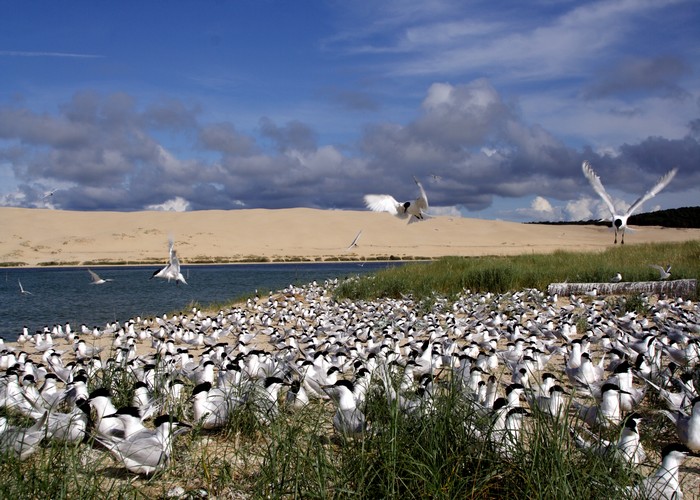 Expedição ao Parque Nacional do Banc d'Arguin — 4 dias: veleiros imraguen, ilha de Tidra e Cabo Timiris