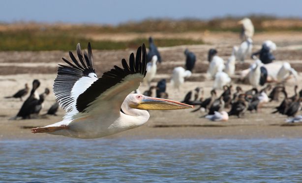 Expedição ao Parque Nacional do Banc d'Arguin — 4 dias: veleiros imraguen, ilha de Tidra e Cabo Timiris