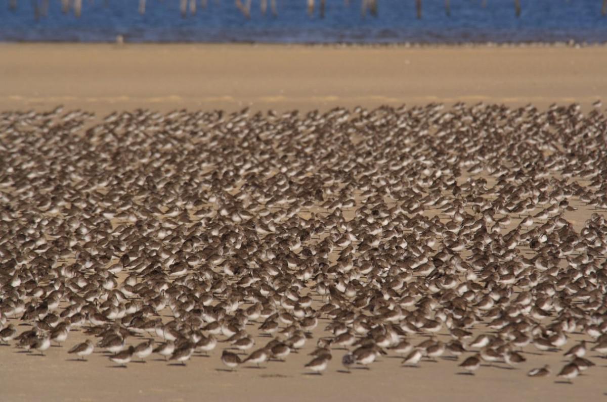 Expedição ao Parque Nacional do Banc d'Arguin — 4 dias: veleiros imraguen, ilha de Tidra e Cabo Timiris
