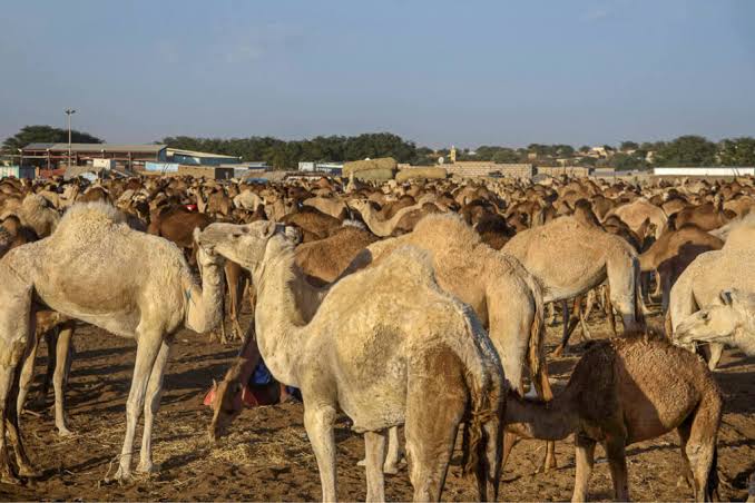 Sahara, Erzzug und Atlantikküste — 11 Tage in Mauretanien